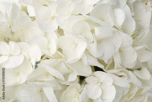 Beautiful white hydrangea flowers as background  top view