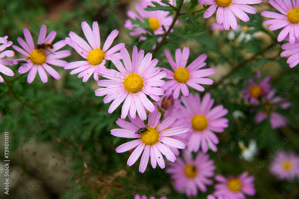 View of the chamomile flowers in the garden View of the chamomile flowers in the garden