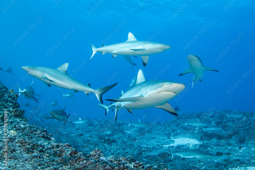 Naklejka premium Reef grey shark, French Polynesia