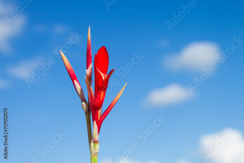 red flower against blue sky