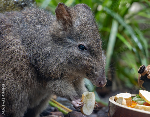 A Long-nosed potoroo - Potorous tridactylus, is feeding photo