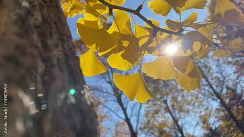  ginkgo leaves