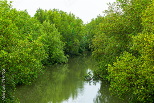 Mangrove forest Red mangrove forest and shallow water in tropical island mangrove forest mangroves red roots trees 