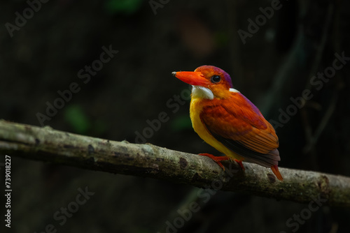 Rufous-backed kingfisher, ceyx rufidorsa, perching on a mossy tree branch searching for small animal to eat, natural bokeh background photo