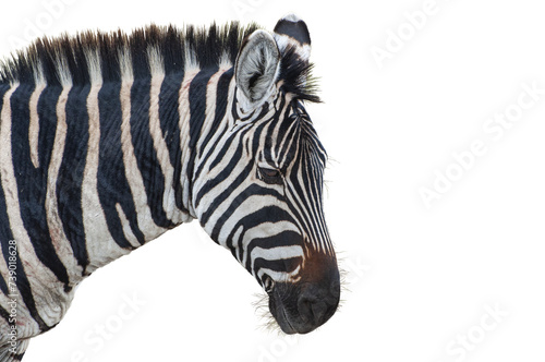 Cutout of an isolated zebra close-up with the transparent png background 