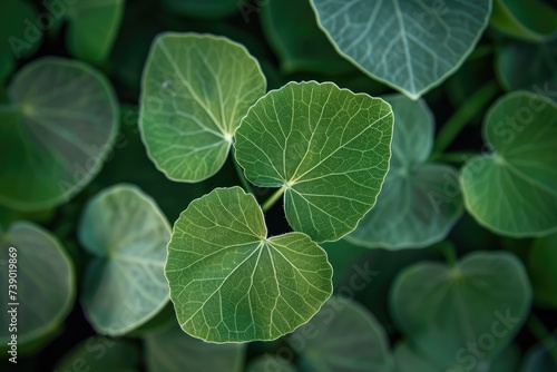 A detailed image of heart-shaped green leaves, symbolizing nature and health.