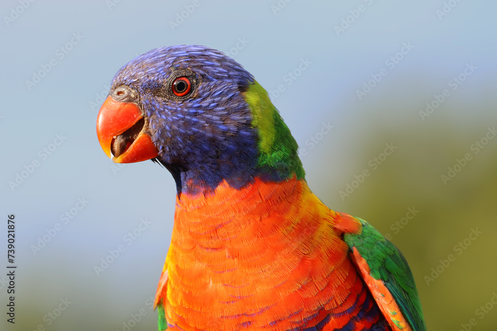 Naklejka premium Australian Birdlife