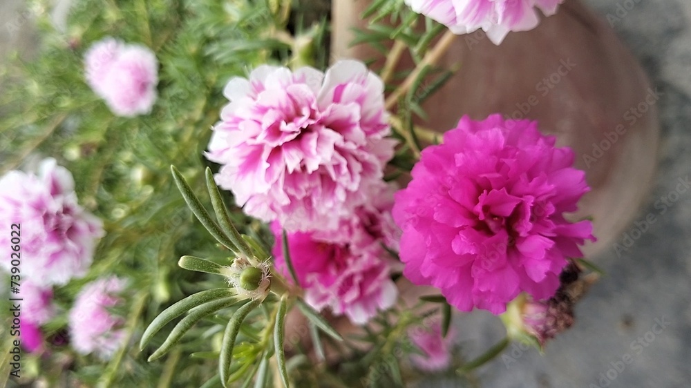 Fototapeta premium pink flowers in the garden