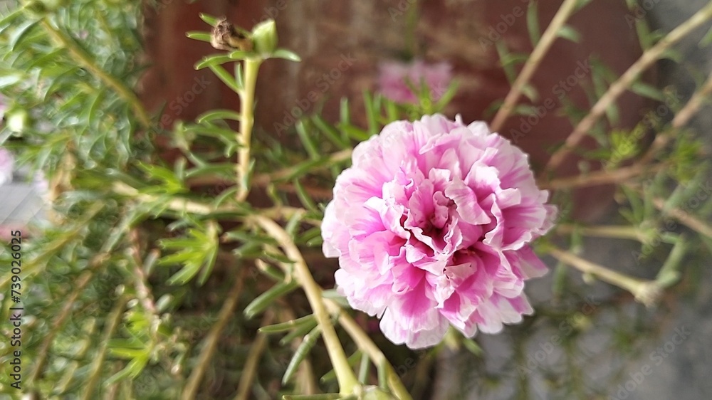 pink and white flower pink and white flower
