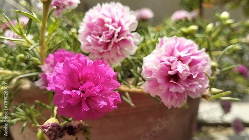 The Portulaca flower, also known as the Moss rose, is a type of flowering plant that produces colorful blooms and thrives in sunny environments.