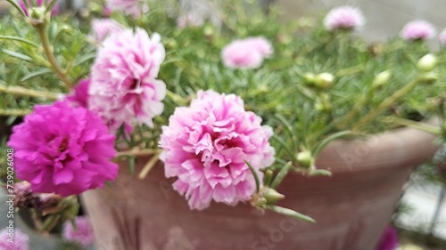 The Portulaca flower, also known as Moss rose, is a type of flowering plant that produces colorful blooms and thrives in sunny environments.