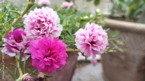 The Portulaca flower  also known as the Moss rose  is a type of flowering plant that produces colorful blooms and thrives in sunny environments. 