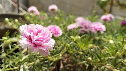 The Portulaca flower, also known as the Moss rose, is a type of flowering plant that produces colorful blooms and thrives in sunny environments.
