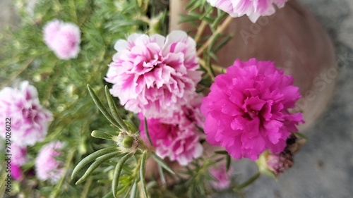 pink flowers in the garden