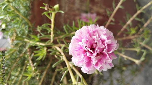 pink and white flower