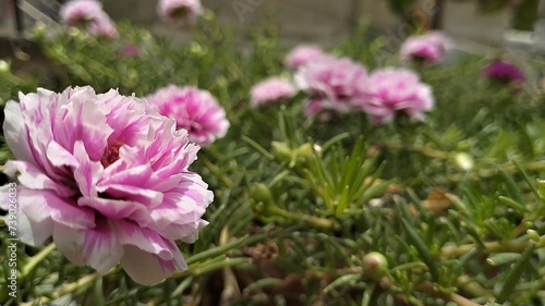 Portulaca flower, Moss rose: Colorful flowers that love the sun, are easy to care for, and make your garden look happy and pretty! 🌼😊