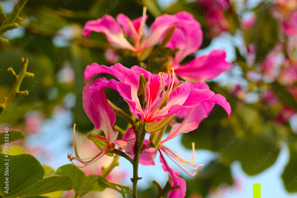 Obraz premium Pink purple flower of orchid tree