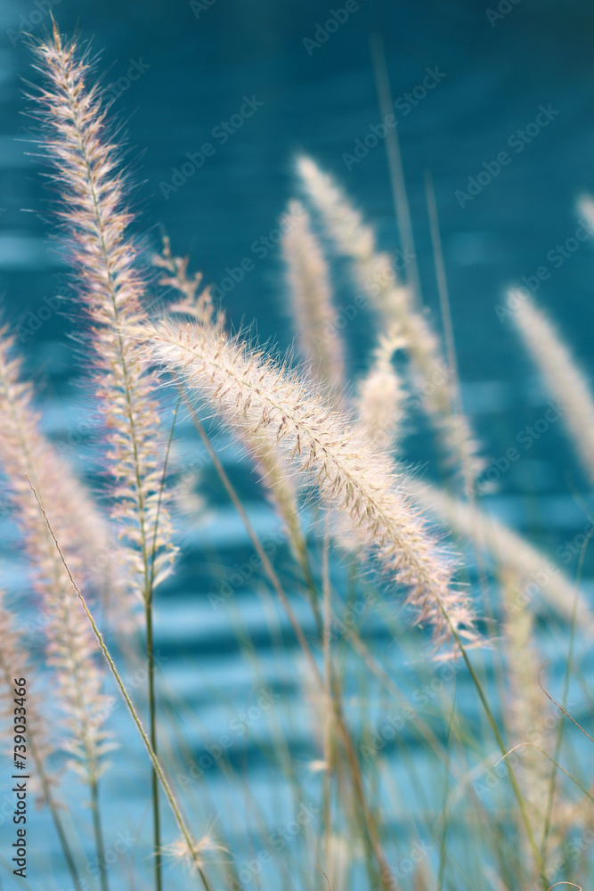 Fourtain grass with blue water pool Fourtain grass with blue water pool