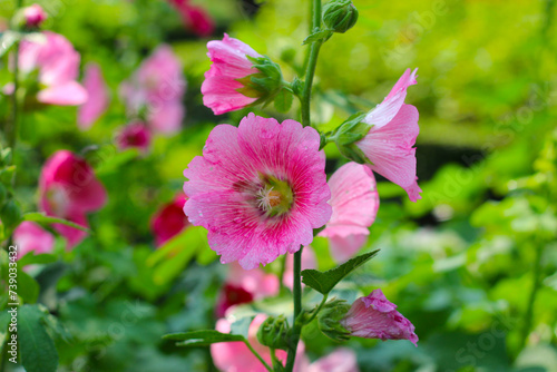 Hollyhock flower blooming in the park photo