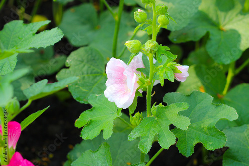 Hollyhock flower blooming in the park photo