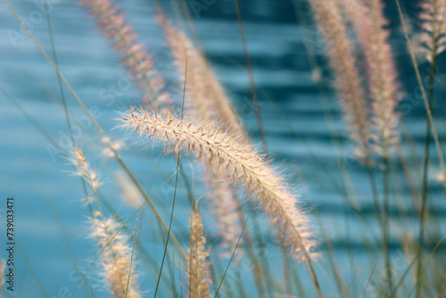 Fourtain grass with blue water pool photo