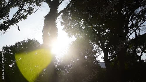 한국 섬 제주도 숲속 높은 나무 사이로 햇빛이 비치는  photo