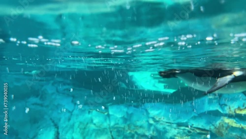 Closeup of a group of Penguins swimming and playing underwater - marine life theme park in Abu Dhabi, UAE - diving into clear water photo