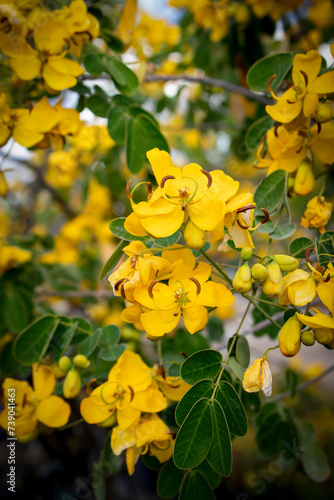 Senna Tree - Senna Bicapsularis