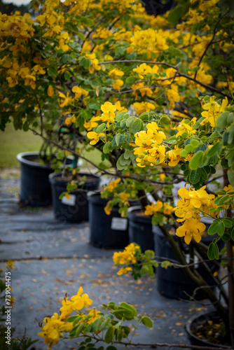 Senna Tree - Senna Bicapsularis