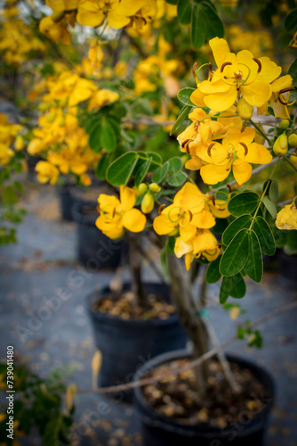 Senna Tree - Senna Bicapsularis