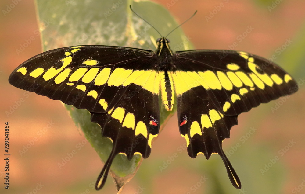 Fototapeta premium butterfly on a leaf