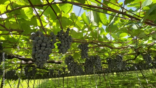  Muscat Berry A②.