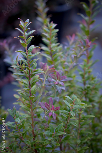 Darrow's Blueberry - Vaccinium Darrowii