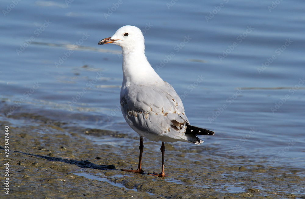 Silver gull seagull bird standing next to the ocean Silver gull seagull bird standing next to the ocean