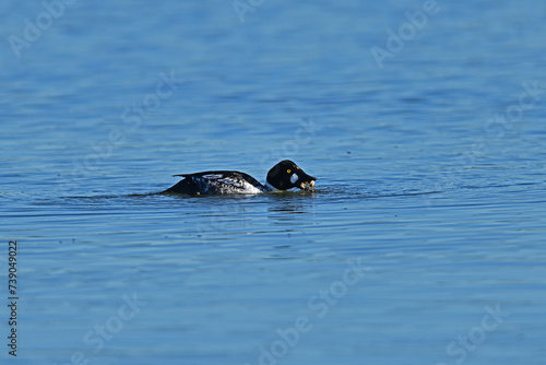 A Common Goldeneye with A Crab