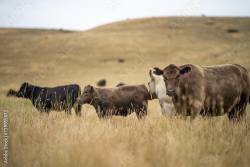 Fototapeta Naklejka Na Ścianę i Meble -  Carbon neutral cattle farming in a free range field on a farm in Australia 