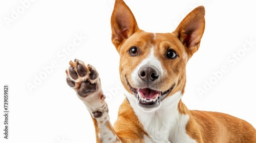Adorable brown and white basenji dog smiling and giving a high five isolated on white photo