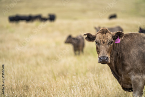 Carbon neutral cattle farming in a free range field on a farm in Australia 