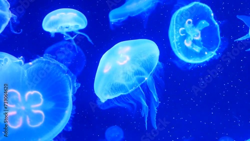 Many beautiful jellyfish with neon lights swim slowly, atmospheric, relaxing video.