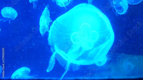 Many beautiful jellyfish with neon lights swim slowly, atmospheric, relaxing video.