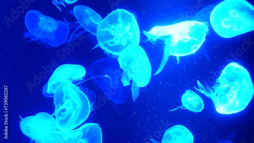 Many beautiful jellyfish with neon lights swim slowly, atmospheric, relaxing video.