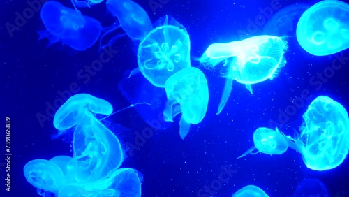 Many beautiful jellyfish with neon lights swim slowly, atmospheric, relaxing video.
