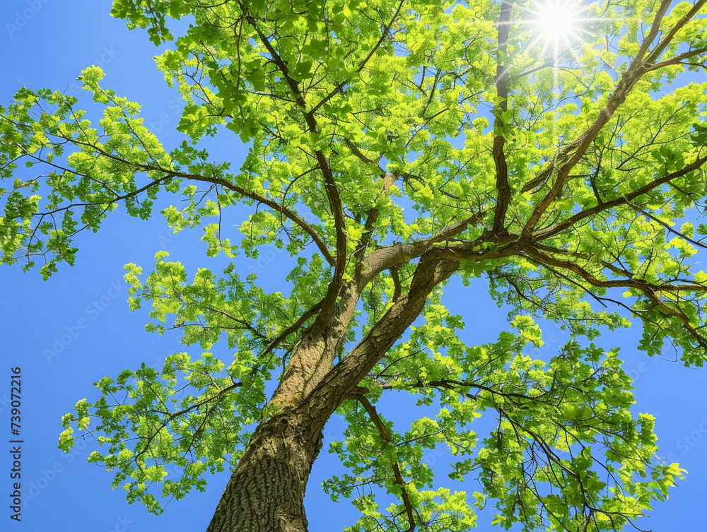 Fototapeta premium Nature is bright, beautiful and amazing.