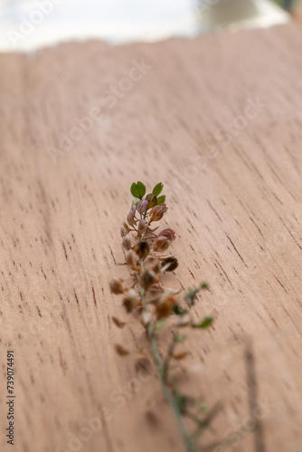 tabla de madera de parota con plantita en el centro de adorno photo