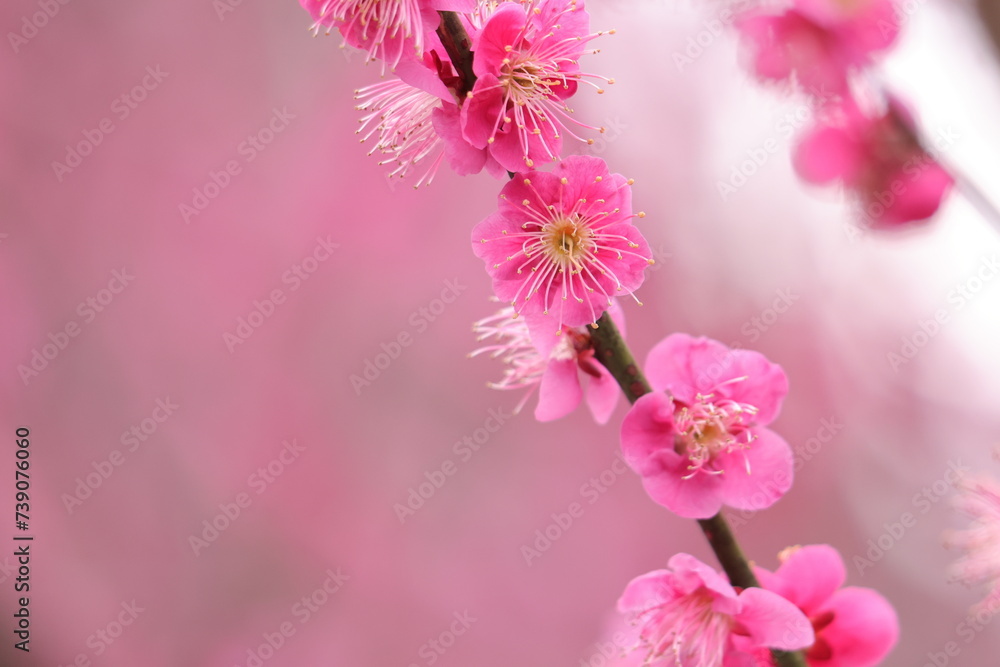 2月に咲いたピンク色の梅の花
