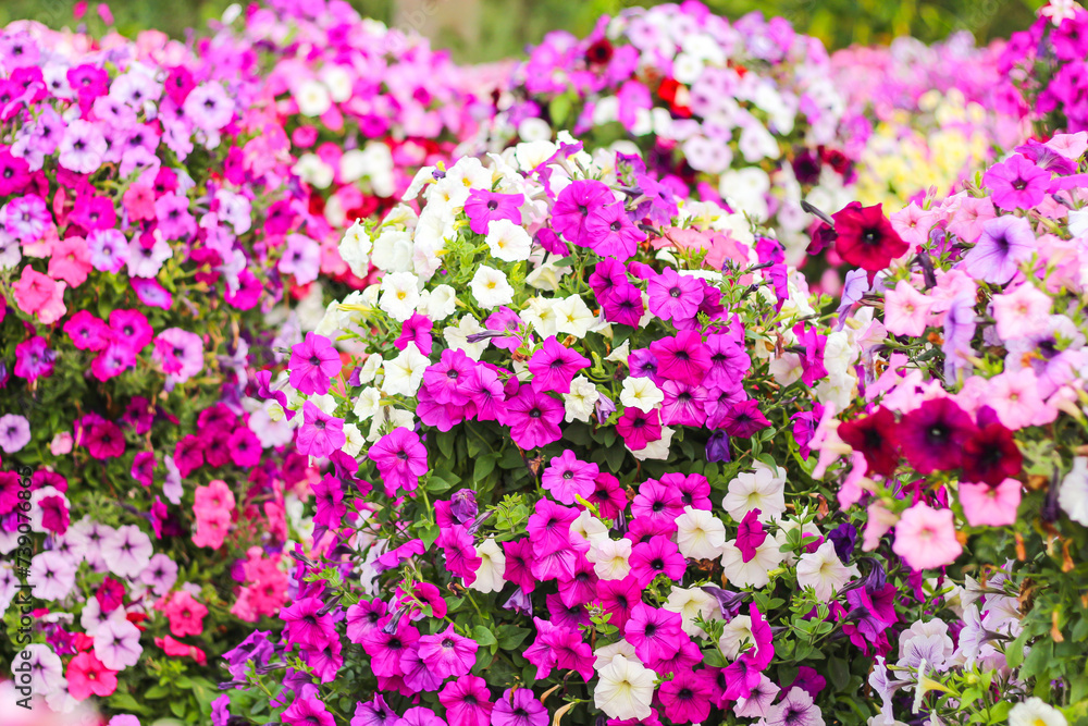 Beautiful pink and purple flowers blooming with sunshine looking beautiful relaxing and happy.