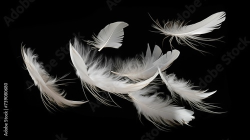 White feathers on a black background.