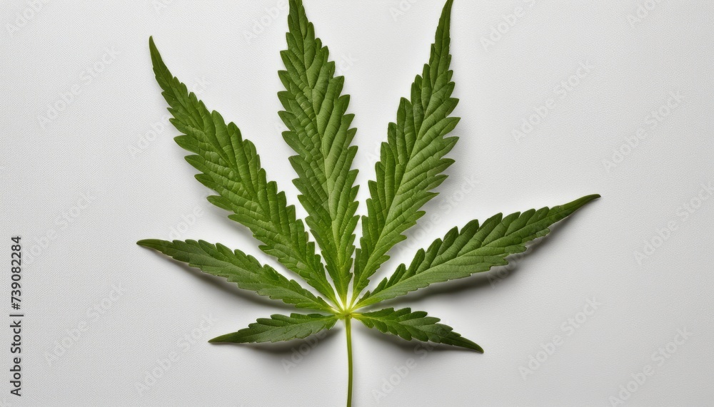 Pure, natural, organic - the essence of cannabis Pure, natural, organic - the essence of cannabis
