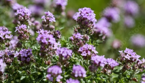  Blooming with beauty - A close-up of vibrant purple flowers