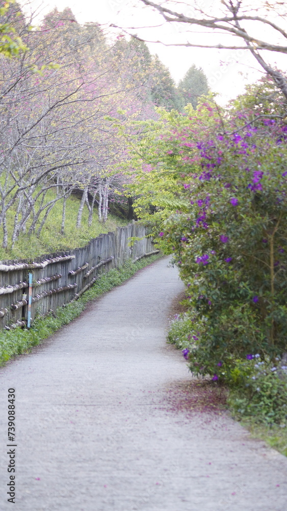 Collection of cherry blossoms in Taiwan 4